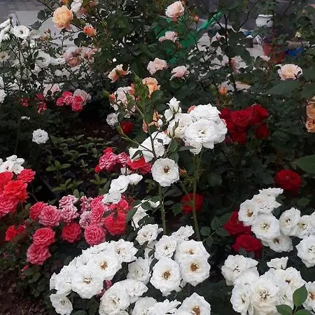 斯特拉城市公寓 *